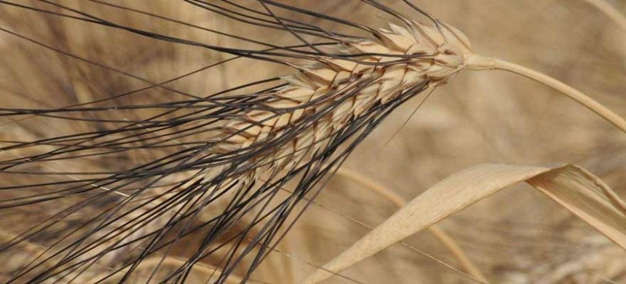grano Senatore Cappelli